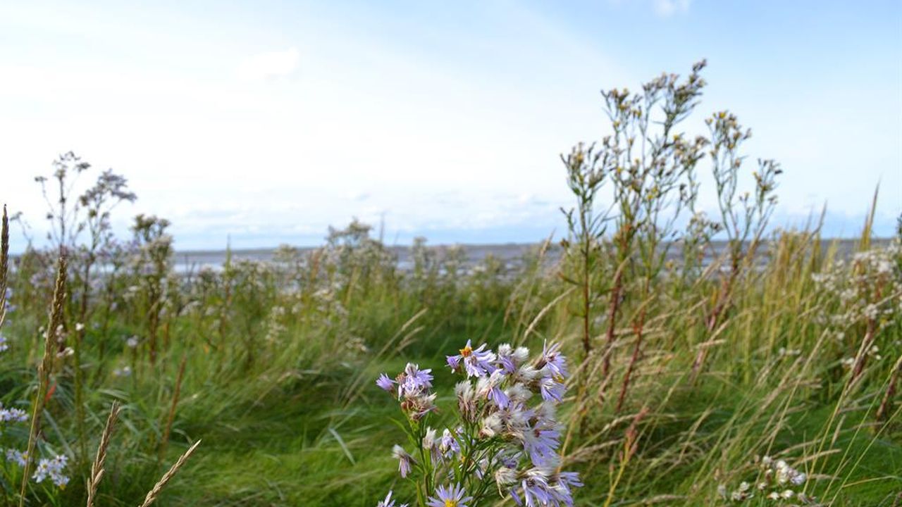 Salzwiesen Salzwiesen